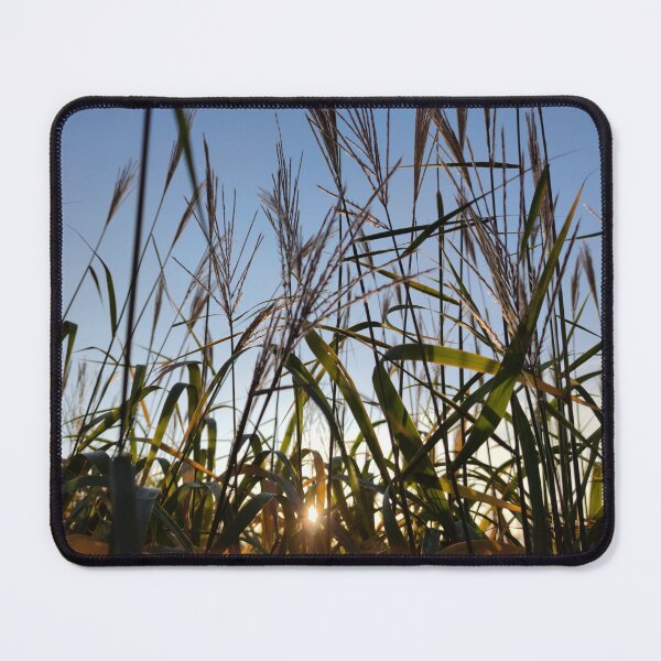 Item preview, Fall dawn through the tall grasses designed and sold by tshuki.