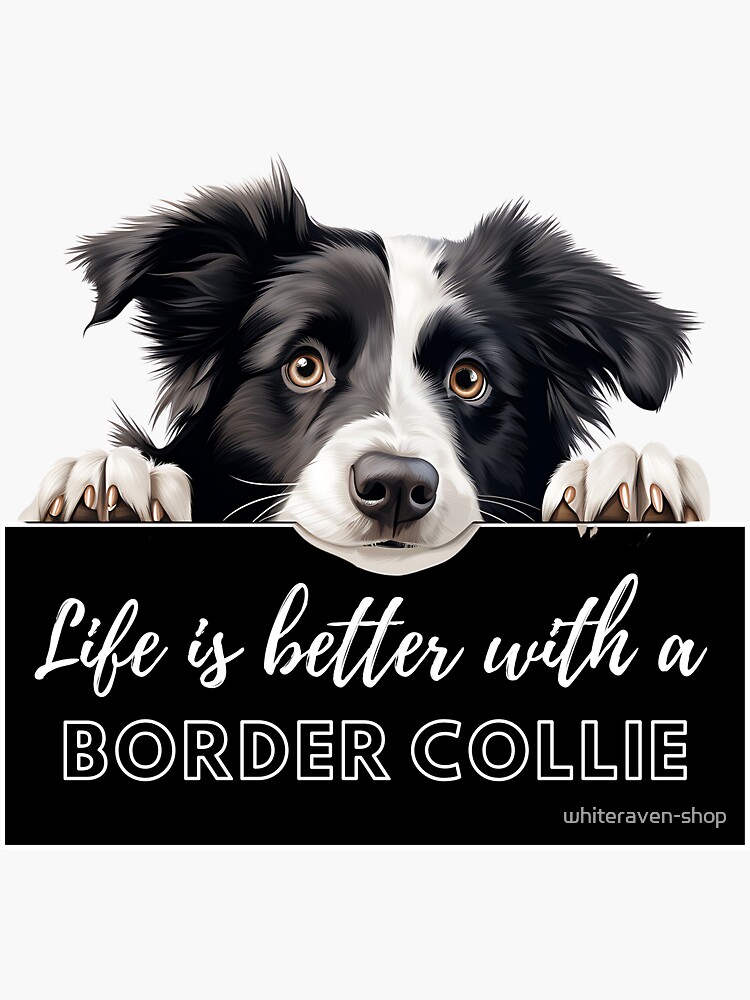 B fashion collie lovers