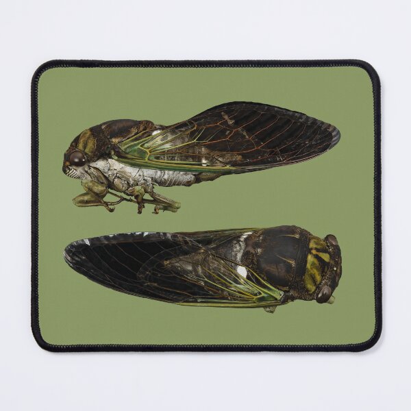 Item preview, American Cicada bug designed and sold by DreamingBeetle.