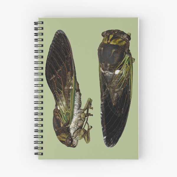 Item preview, American Cicada bug designed and sold by DreamingBeetle.