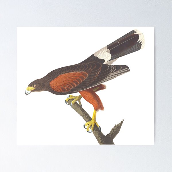 Item preview, Louisiana Hawk Vintage Bird Chromolithograph by Audubon and Havell Birdwatching Gift designed and sold by ElegantTeaTime.