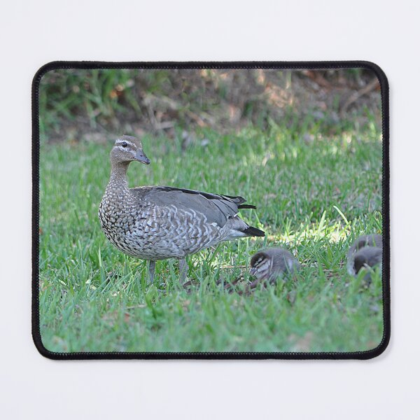 Item preview, Wild wood duck with her baby duckling chicks designed and sold by IPPhotography.
