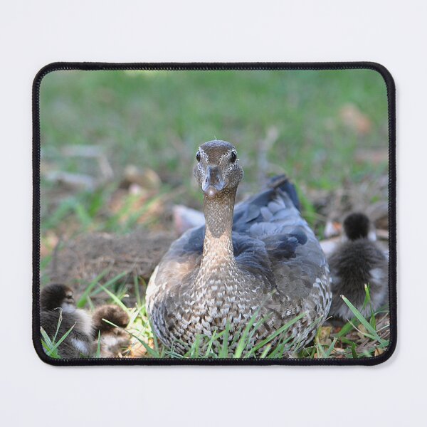 Item preview, Wild wood duck resting in the grass with her baby duckling chicks designed and sold by IPPhotography.