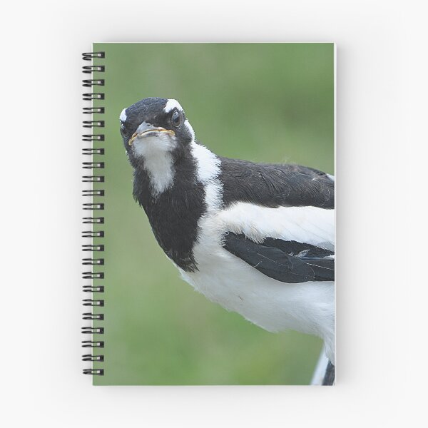 Item preview, A black and white magpi-lark sitting on a pole designed and sold by IPPhotography.