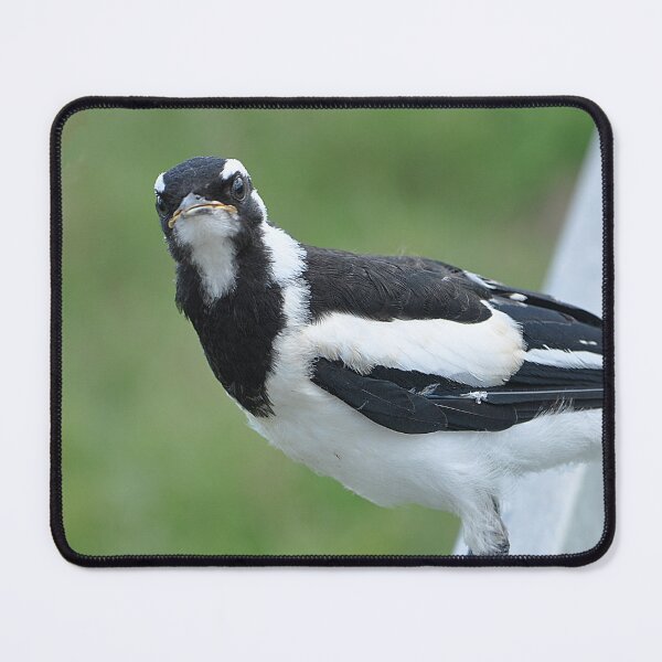 Item preview, A black and white magpi-lark sitting on a pole designed and sold by IPPhotography.