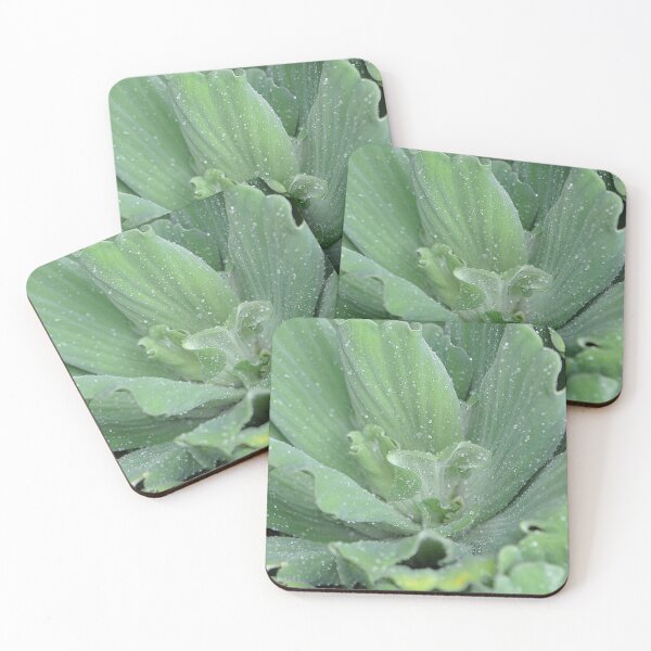 Item preview, Water lettuce with raindrops designed and sold by IPPhotography.