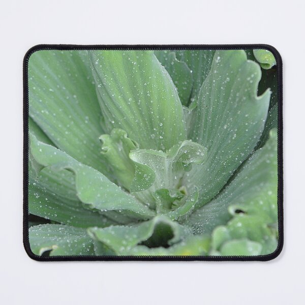 Item preview, Water lettuce with raindrops designed and sold by IPPhotography.
