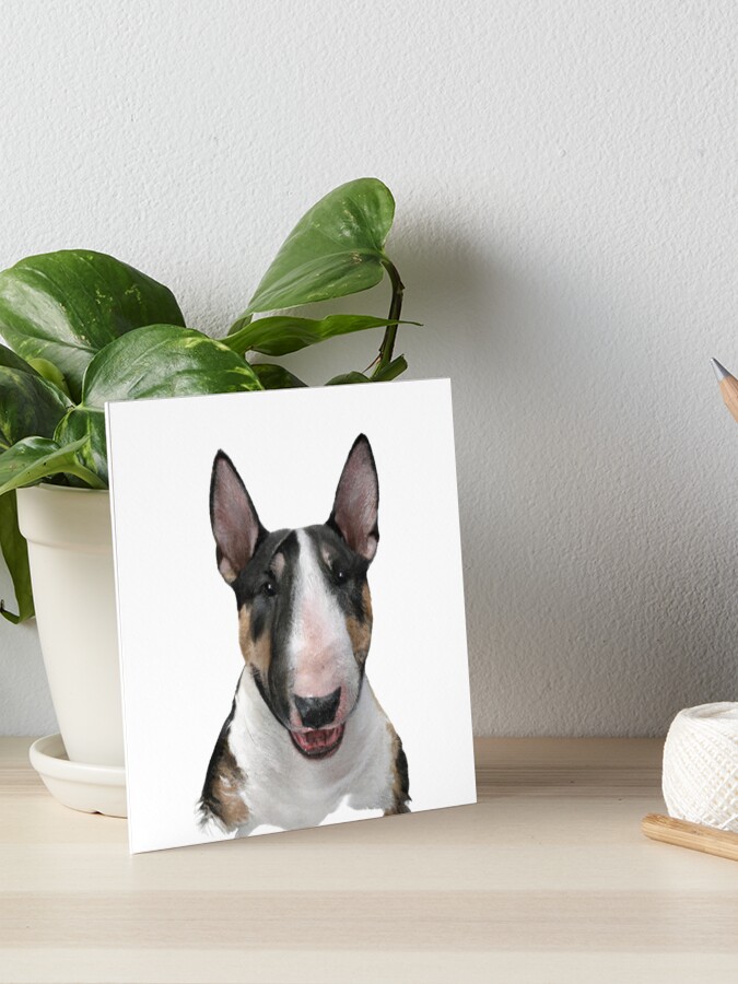 bull terrier stuff