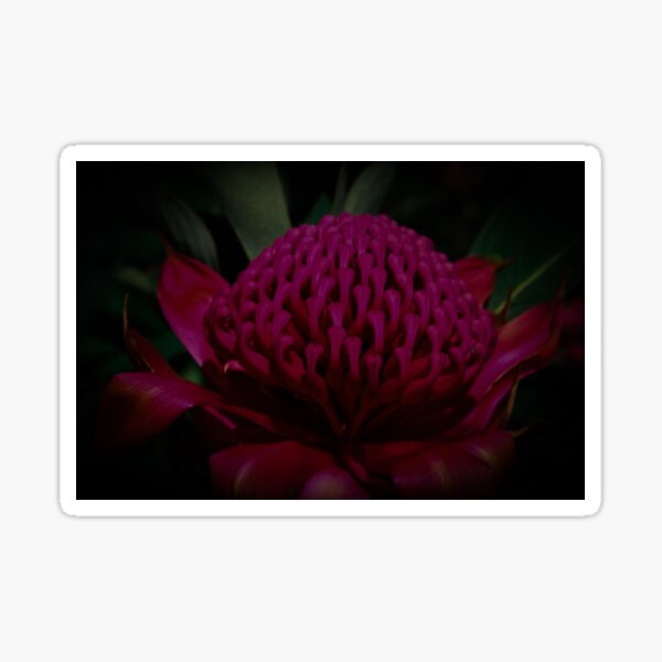 Item preview, Gembrook Waratah Flower designed and sold by Linda Sijpkes.
