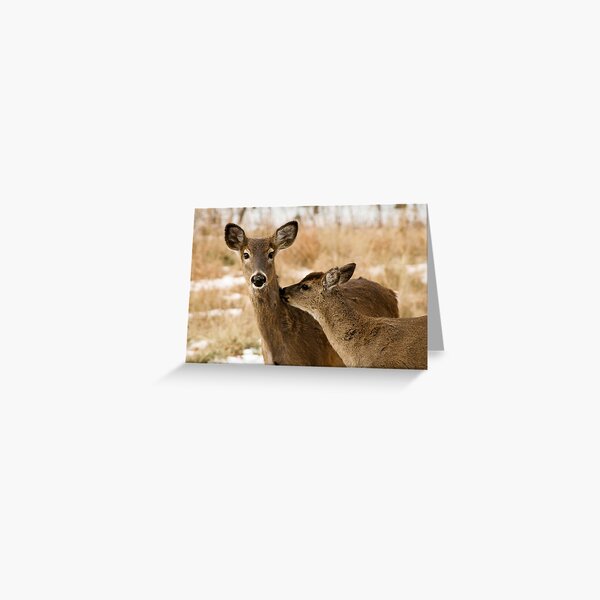 Two deers Greeting Card