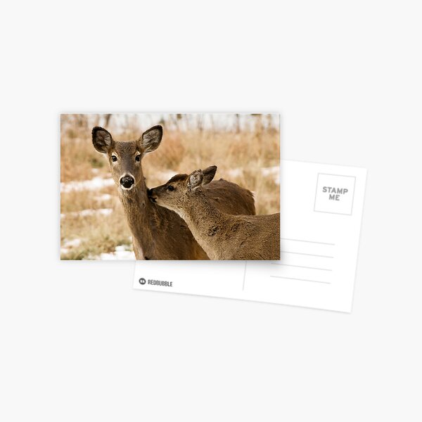 Two deers Postcard
