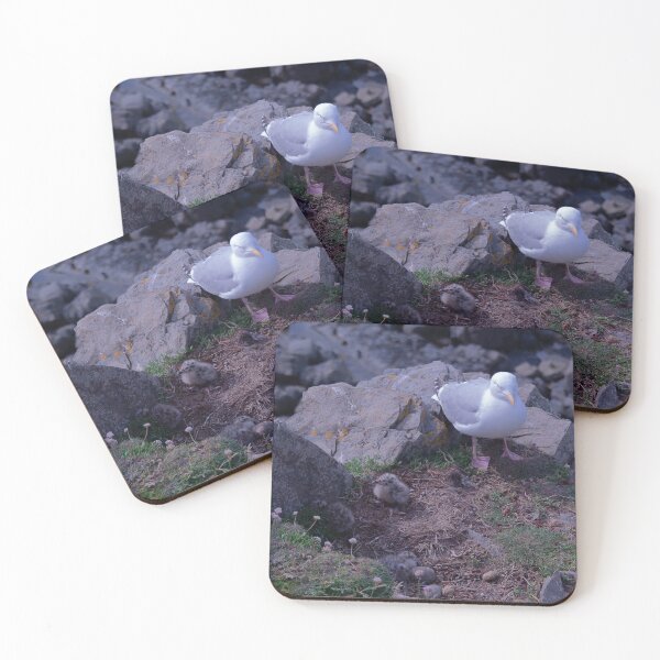 Item preview, Seagull Chicks designed and sold by Graz-Photos.