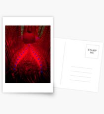 Fire Urchin Postcards
