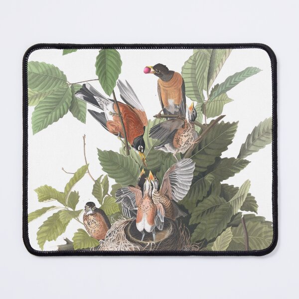 Item preview, American Mother Robins Feeding Young in Nest Bird Vintage Chromolithograph by Audubon and Havell Sweet Pretty Happy Birdwatching Gift designed and sold by ElegantTeaTime.