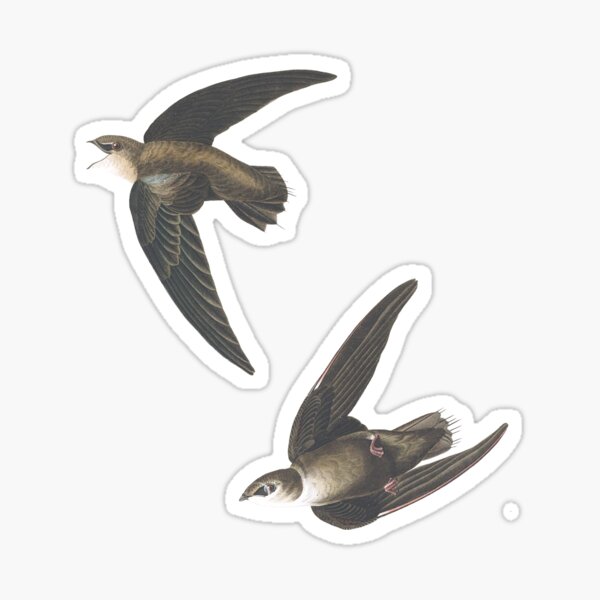 Item preview, American Swift Birds Vintage Chromolithograph by Audubon and Havell Sweet Pretty Happy Birdwatching Gift designed and sold by ElegantTeaTime.