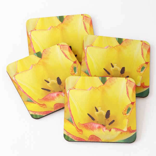 Item preview, Tulipa  'Cape Town'  AGM  Tulip  Single Early Group  designed and sold by Chris Burrows.