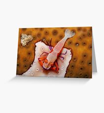 Sunbathing shrimp Greeting Card