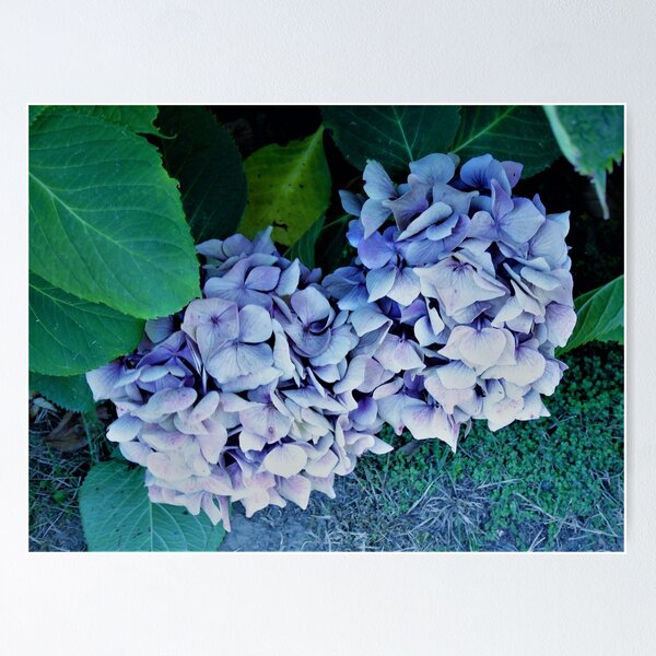 Item preview, Blue hydrangeas designed and sold by ART22.