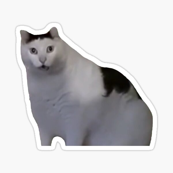 Pack 3 Pcs Sticker - Funny Innocent Cat Face - Cat Meme Sticker