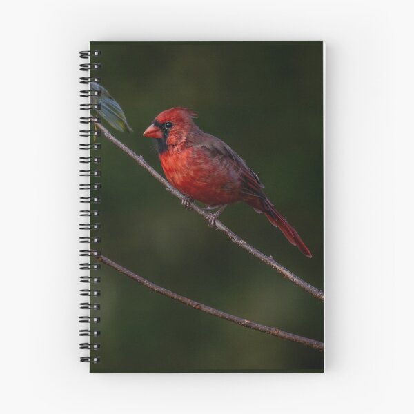 Item preview, joven cardenal 1 designed and sold by RickShag.