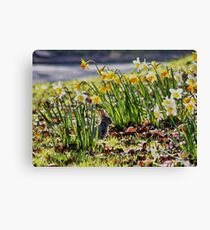 Easter Bunny in the Spring Daffodils Canvas Print