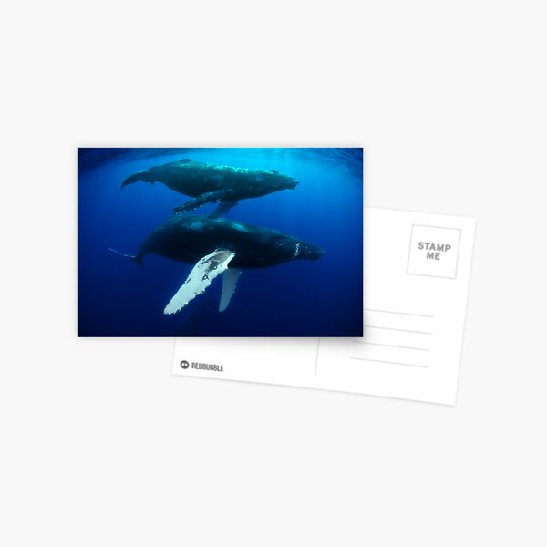Humpback whales Postcard