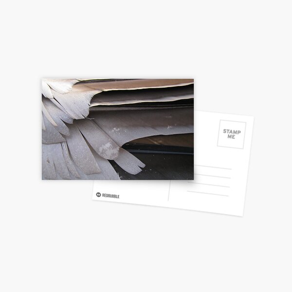 flight feathers Postcard