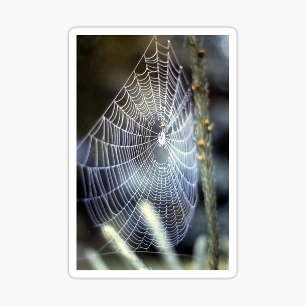 Item preview, O' what a tangled web we weave.... designed and sold by Nancy Richard.