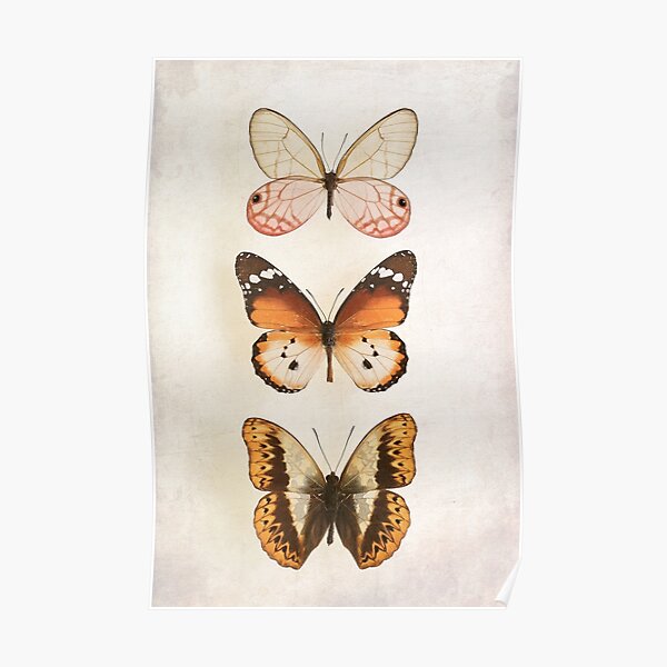 Three Vintage Butterflies Poster