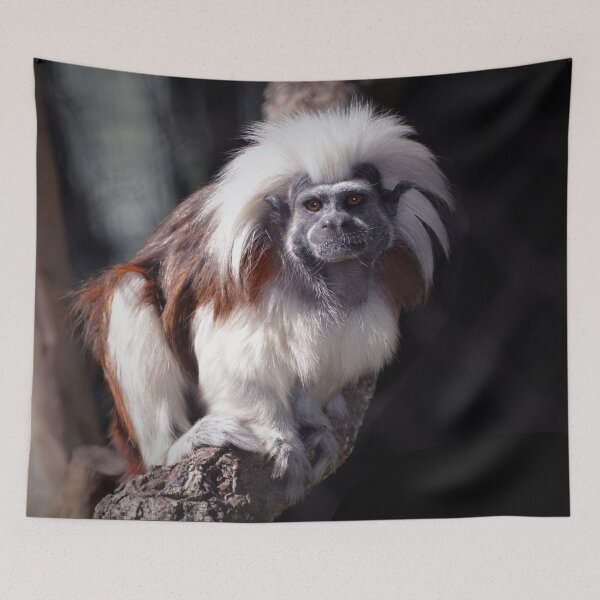 Item preview, Cottontop designed and sold by Savannah Gibbs.
