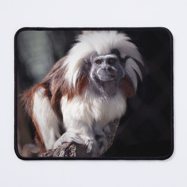 Item preview, Cottontop designed and sold by Savannah Gibbs.