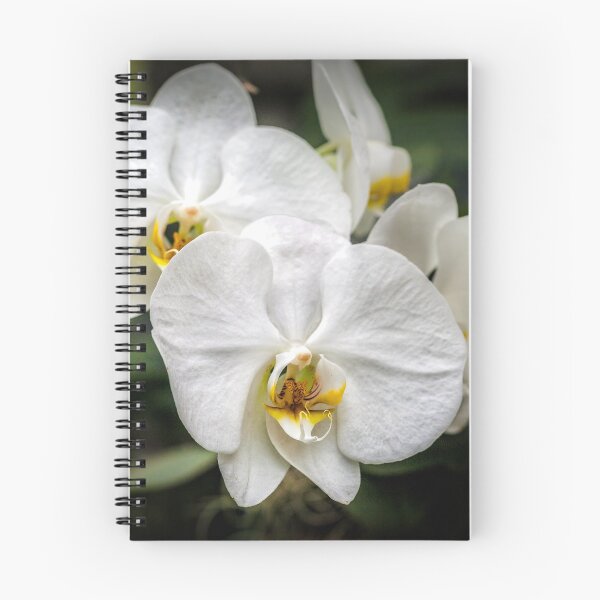 Item preview, Moth orchids designed and sold by PhotosByHealy.