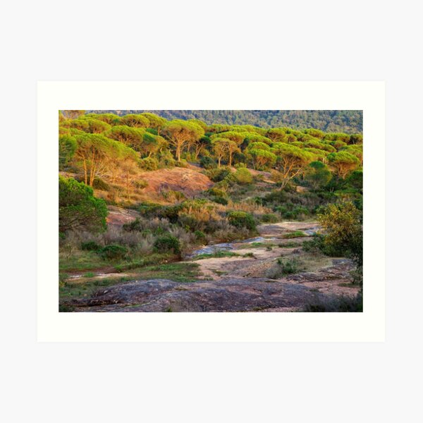 Art Print