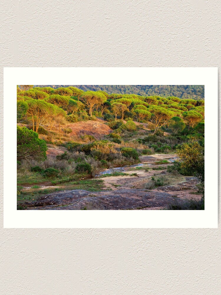 Thumbnail 1 of 3, Art Print, Parasol pines forest under the sunset light designed and sold by patmo.