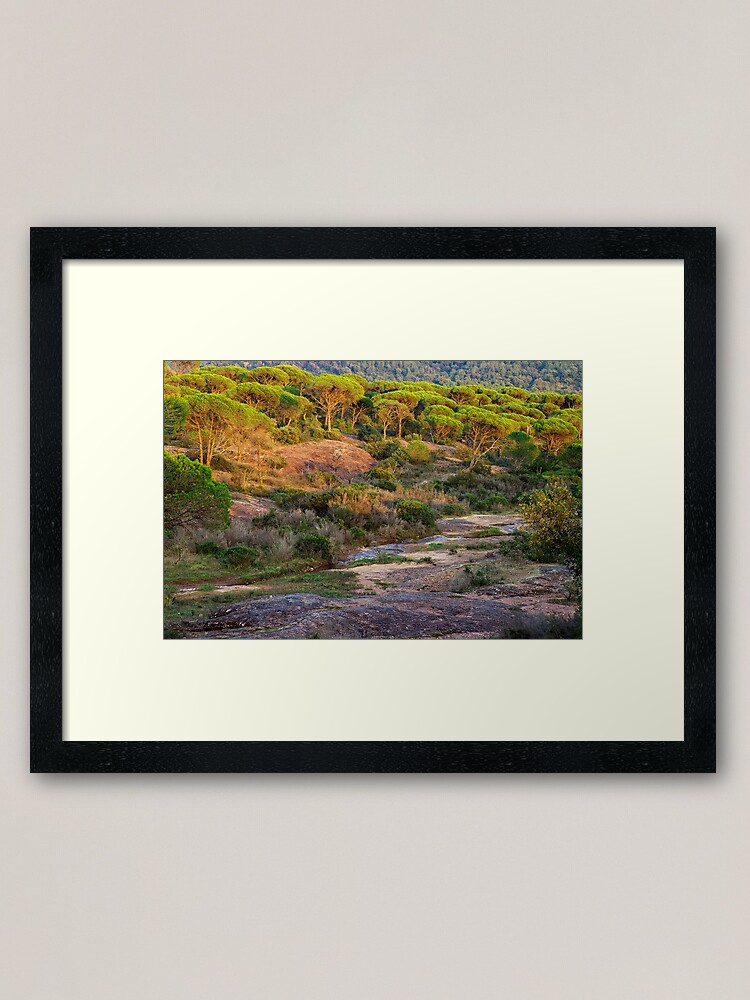 Thumbnail 1 of 7, Framed Art Print, Parasol pines forest under the sunset light designed and sold by patmo.