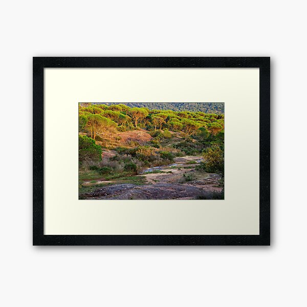 Framed Print