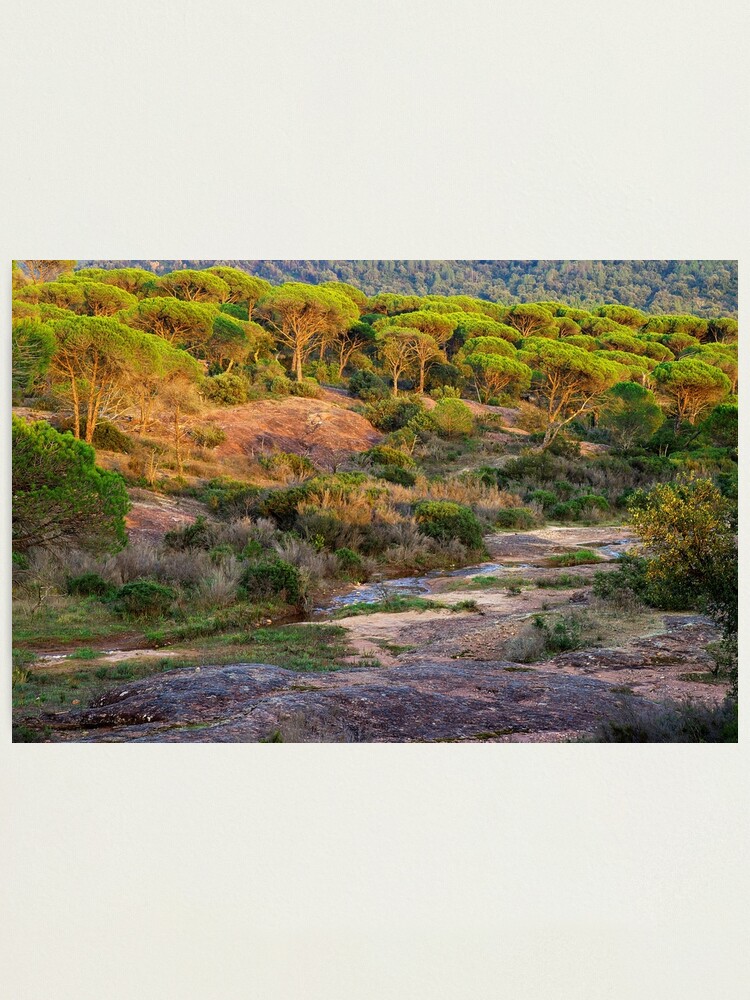 Thumbnail 1 of 3, Photographic Print, Parasol pines forest under the sunset light designed and sold by patmo.