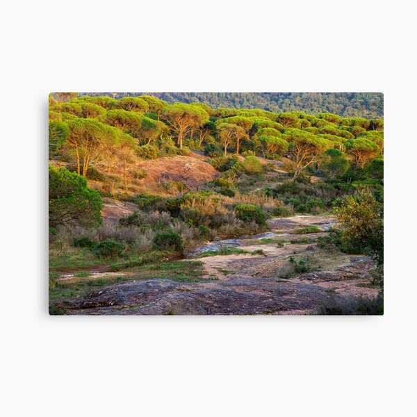 Canvas Print