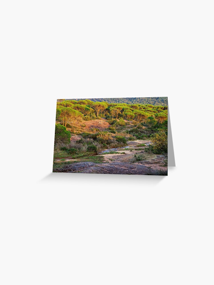 Thumbnail 1 of 2, Greeting Card, Parasol pines forest under the sunset light designed and sold by patmo.