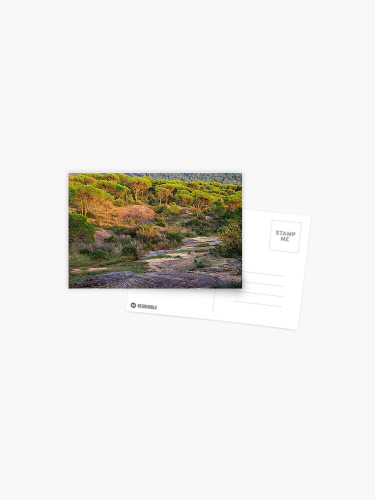 Thumbnail 1 of 2, Postcard, Parasol pines forest under the sunset light designed and sold by patmo.