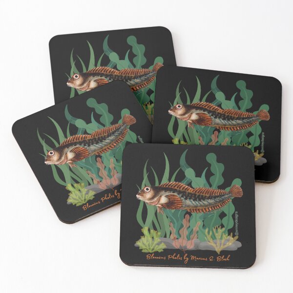 Item preview, Blennius Pholis by Marcus Elieser Bloch designed and sold by smirey designs.