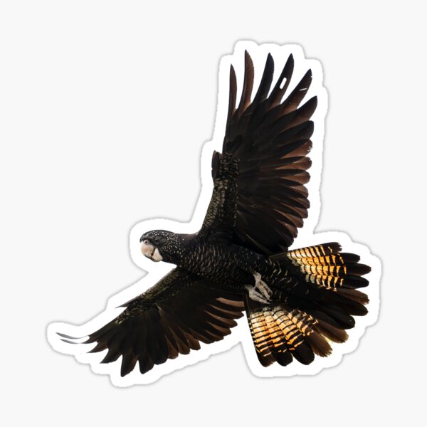 Item preview, Australian bird stickers - red-tailed black-cockatoo designed and sold by Ozjanette90.