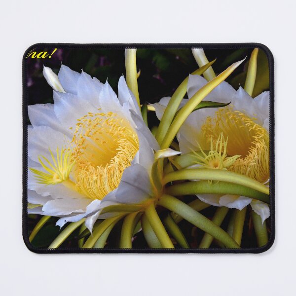 Item preview, Dragon Fruit Blossoms designed and sold by Bruce Wheeler.