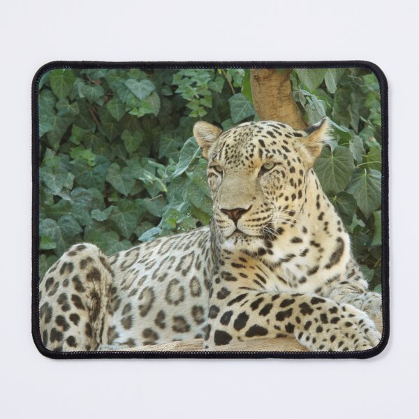 Item preview, Relaxes Leopard On A Tree designed and sold by TheAnimalZ00.