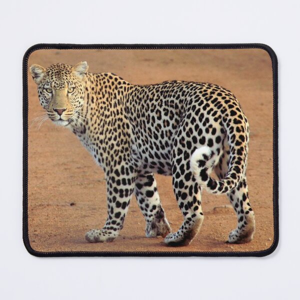 Item preview, Beautiful Leopard designed and sold by TheAnimalZ00.