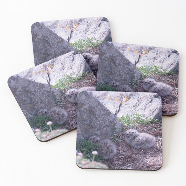 Item preview, Seagull Chicks designed and sold by Graz-Photos.