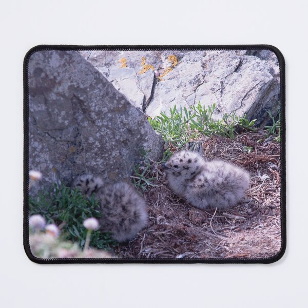 Item preview, Seagull Chicks designed and sold by Graz-Photos.