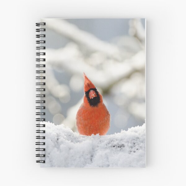 Item preview, Male Cardinal looking at you designed and sold by rodmacpherson.