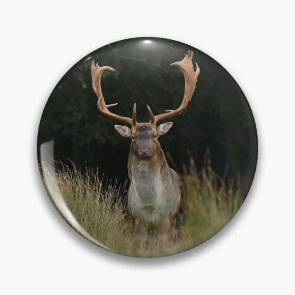 Item preview, Fallow Buck in Autumn designed and sold by ClaireChown.