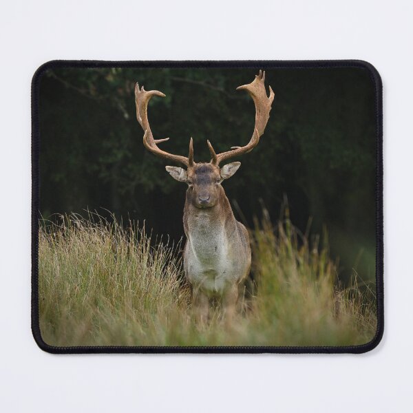 Item preview, Fallow Buck in Autumn designed and sold by ClaireChown.